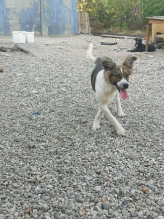 SUSIE - sanfte Schönheit sucht Familie