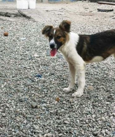 SUSIE - sanfte Schönheit sucht Familie