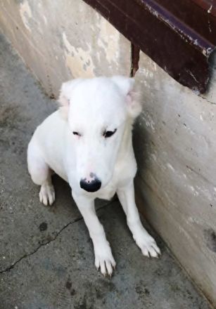 OTTILIA - weiße Fee sucht ihre Menschen