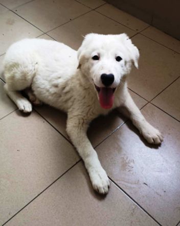 OTTILIA - weiße Fee sucht ihre Menschen