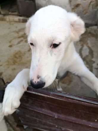 OTTILIA - weiße Fee sucht ihre Menschen