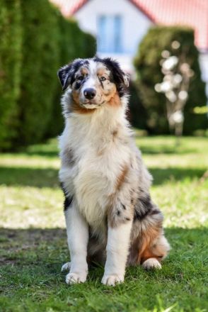 Reinrassige, bereits herangewachsene Australian Shepherd Welpen