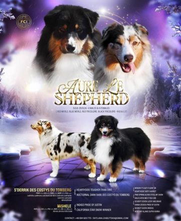 Reinrassige, bereits herangewachsene Australian Shepherd Welpen