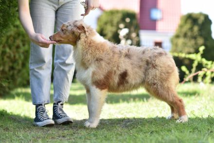 Reinrassige, bereits herangewachsene Australian Shepherd Welpen