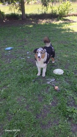 Reinrassige, bereits herangewachsene Australian Shepherd Welpen