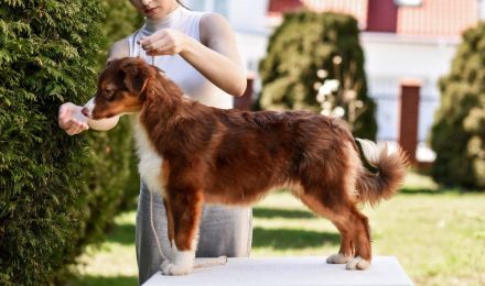 Reinrassige, bereits herangewachsene Australian Shepherd Welpen