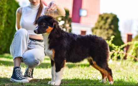 Reinrassige, bereits herangewachsene Australian Shepherd Welpen
