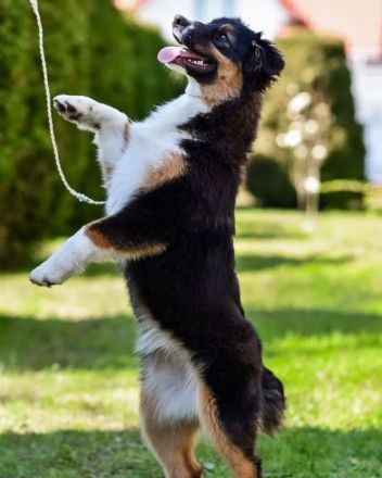 Reinrassige, bereits herangewachsene Australian Shepherd Welpen