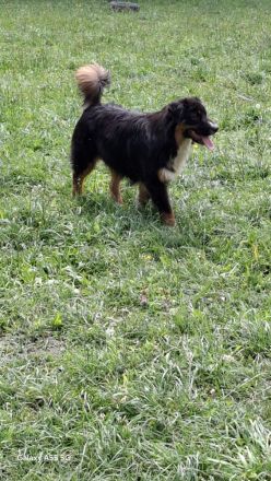 Reinrassige, bereits herangewachsene Australian Shepherd Welpen