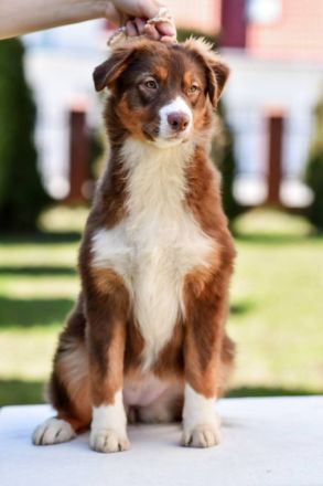 Reinrassige, bereits herangewachsene Australian Shepherd Welpen