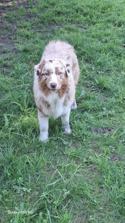 Reinrassige, bereits herangewachsene Australian Shepherd Welpen