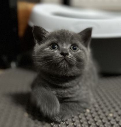 BKH kitten Britisch kuruhaar