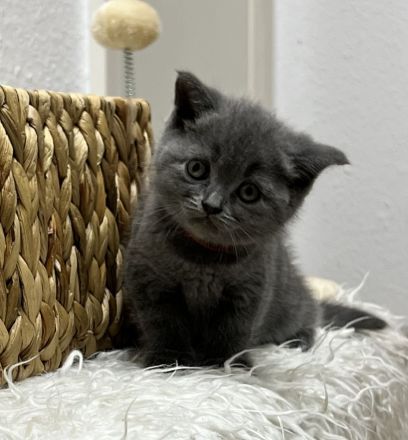 BKH kitten Britisch kuruhaar