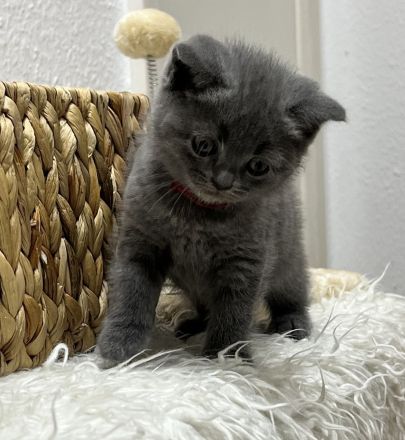 BKH kitten Britisch kuruhaar