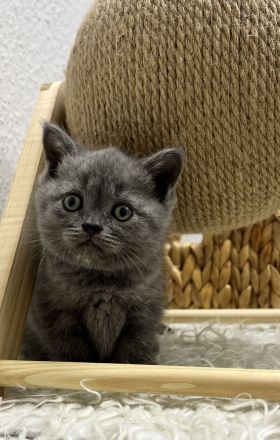 BKH kitten Britisch kuruhaar