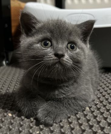 BKH kitten Britisch kuruhaar