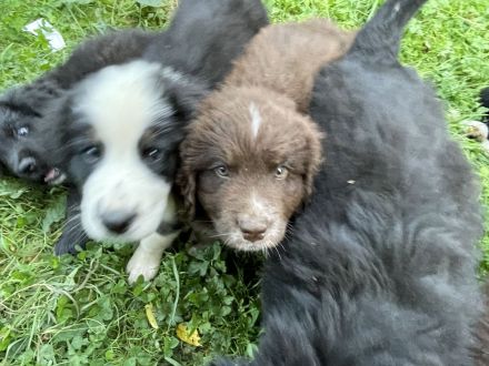 XXL Bärchen Bernewfies - Neufundländer + Berner Sennenhund Welpen