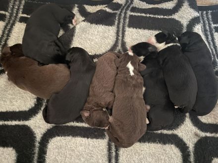 XXL Bärchen Bernewfies - Neufundländer + Berner Sennenhund Welpen