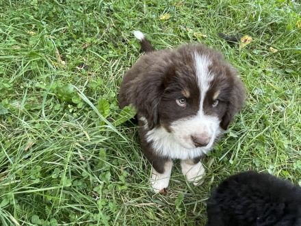 XXL Bärchen Bernewfies - Neufundländer + Berner Sennenhund Welpen