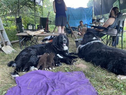 XXL Bärchen Bernewfies - Neufundländer + Berner Sennenhund Welpen