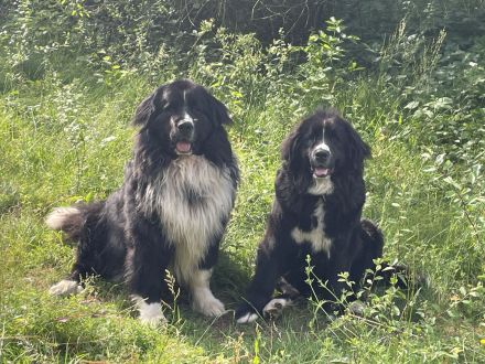 XXL Bärchen Bernewfies - Neufundländer + Berner Sennenhund Welpen