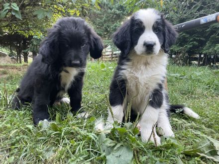 XXL Bärchen Bernewfies - Neufundländer + Berner Sennenhund Welpen
