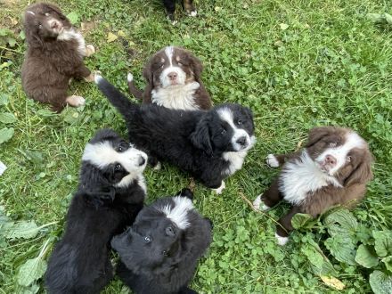 XXL Bärchen Bernewfies - Neufundländer + Berner Sennenhund Welpen