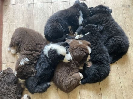 XXL Bärchen Bernewfies - Neufundländer + Berner Sennenhund Welpen