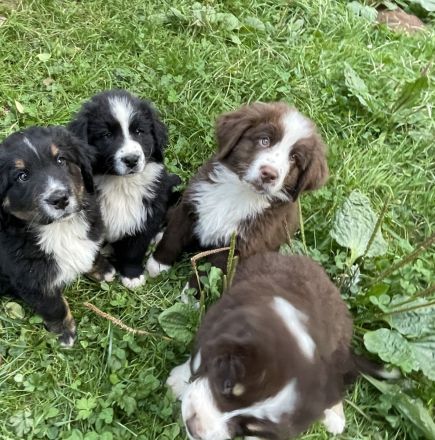 XXL Bärchen Bernewfies - Neufundländer + Berner Sennenhund Welpen