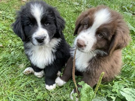XXL Bärchen Bernewfies - Neufundländer + Berner Sennenhund Welpen