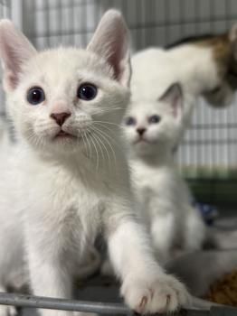 Athenas, Cairo und Oslo