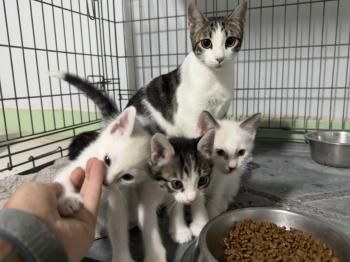 Athenas, Cairo und Oslo