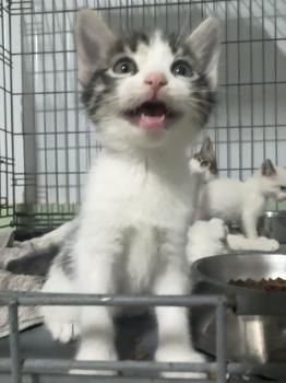 Athenas, Cairo und Oslo