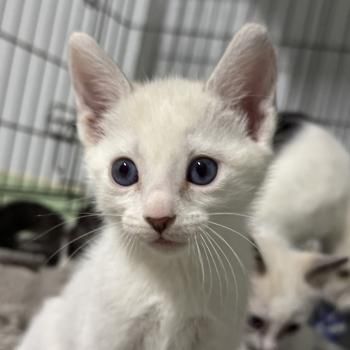 Athenas, Cairo und Oslo