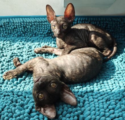 Cornish Rex Mädchen sucht ein liebevolles Zuhause