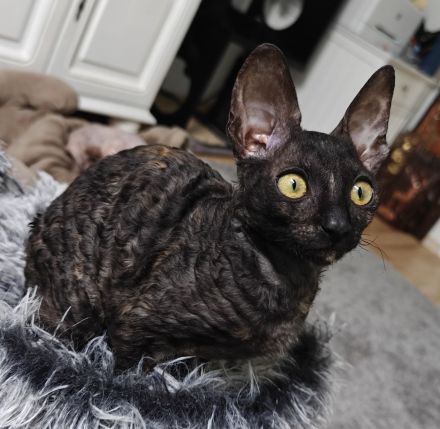 Cornish Rex Mädchen sucht ein liebevolles Zuhause