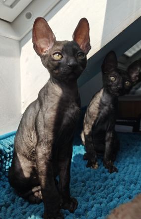 Cornish Rex Mädchen sucht ein liebevolles Zuhause