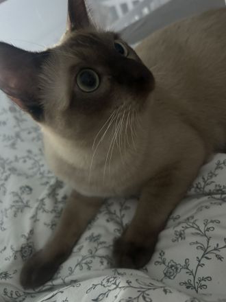 Reinrassiger Burma-Kater mit Zubehör sucht liebevolles Zuhause