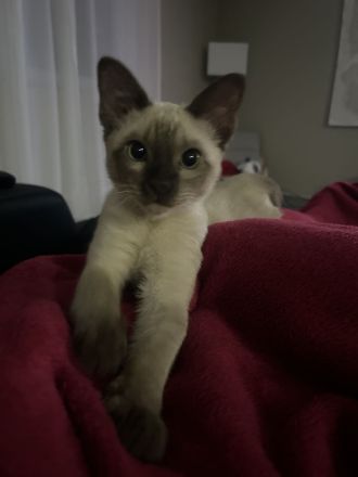 Reinrassiger Burma-Kater mit Zubehör sucht liebevolles Zuhause