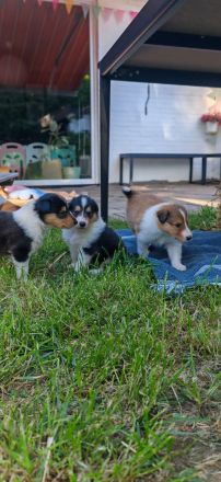 Amerikanische Colliewelpen