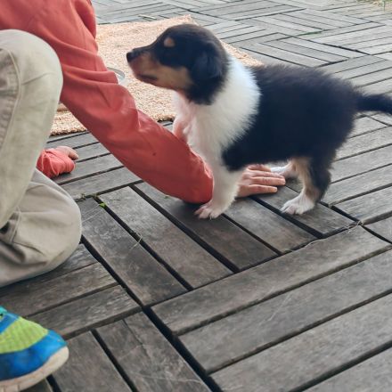 Colliewelpen im klassisch amerikanischen Phänotyp