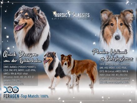 Colliewelpen im klassisch amerikanischen Phänotyp
