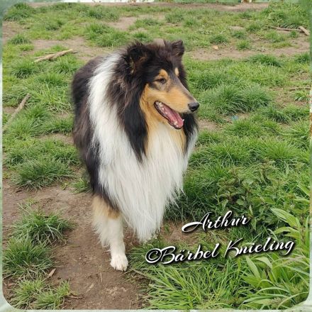 Amerikanische Colliewelpen - Wurfplanung für Ende September 2025