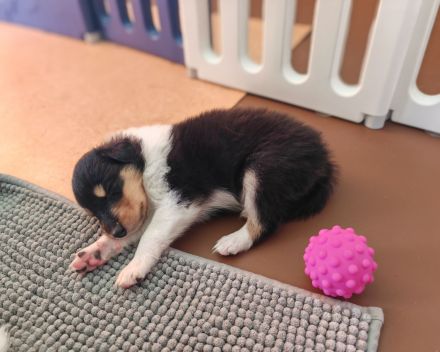 Amerikanische Colliewelpen