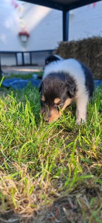 Amerikanische Colliewelpen