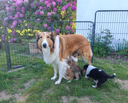 Amerikanische Colliewelpen