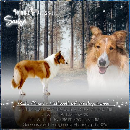 Amerikanische Colliewelpen - Wurfplanung für Ende September 2025