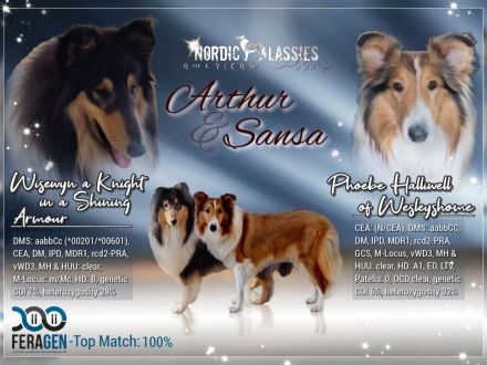 Amerikanische Colliewelpen - Wurfplanung für Ende September 2025