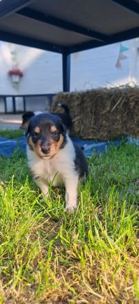 Amerikanische Colliewelpen