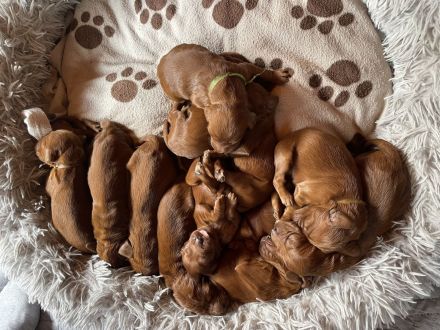 Irish red setter- puppies
